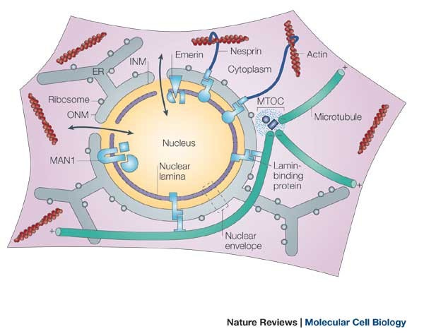 The nuclear lamina comes of age | Nature Reviews Molecular Cell Biology