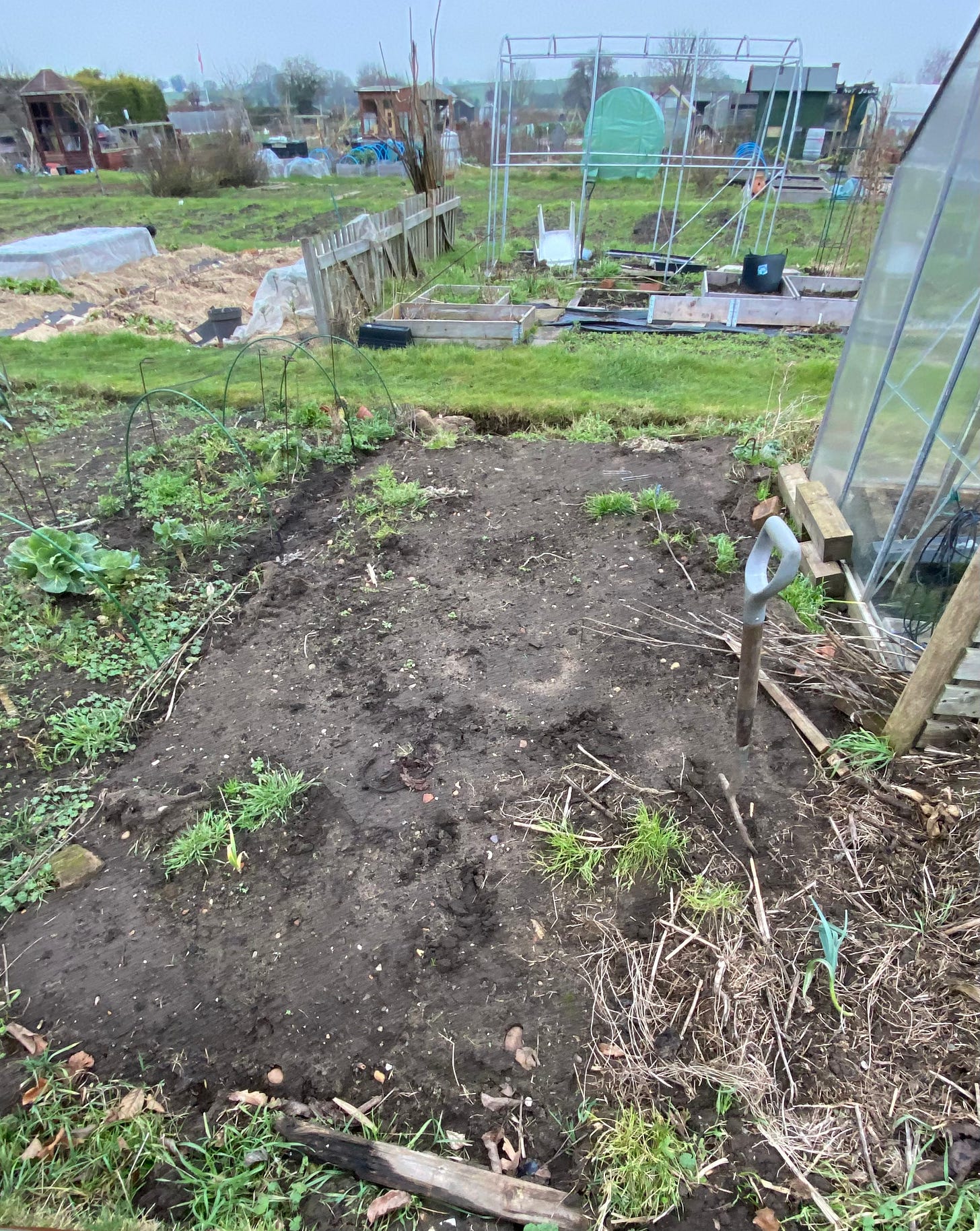 A weed covered soil patch at an English allotment site.