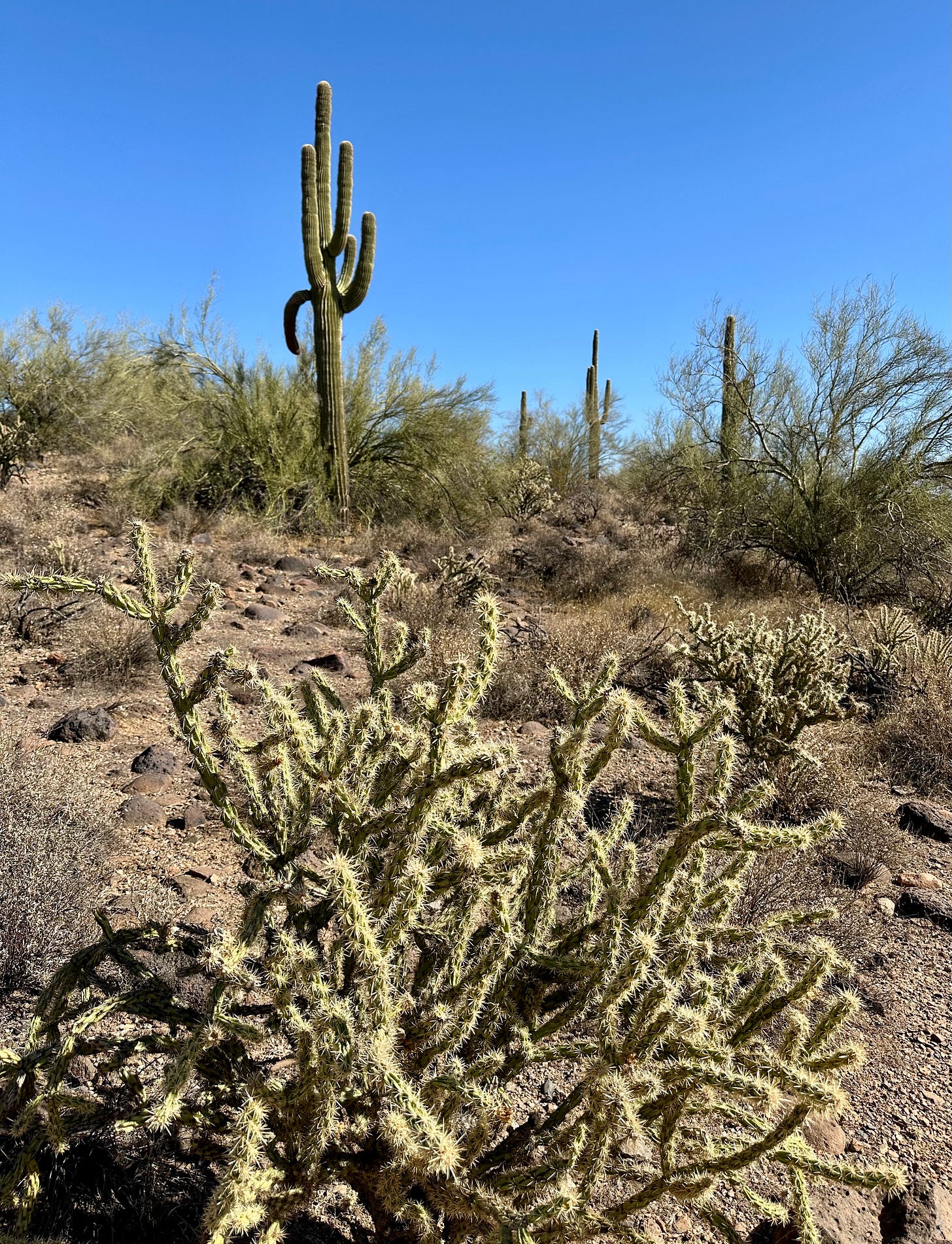 Cacti in the Sonoran Desert Preserve