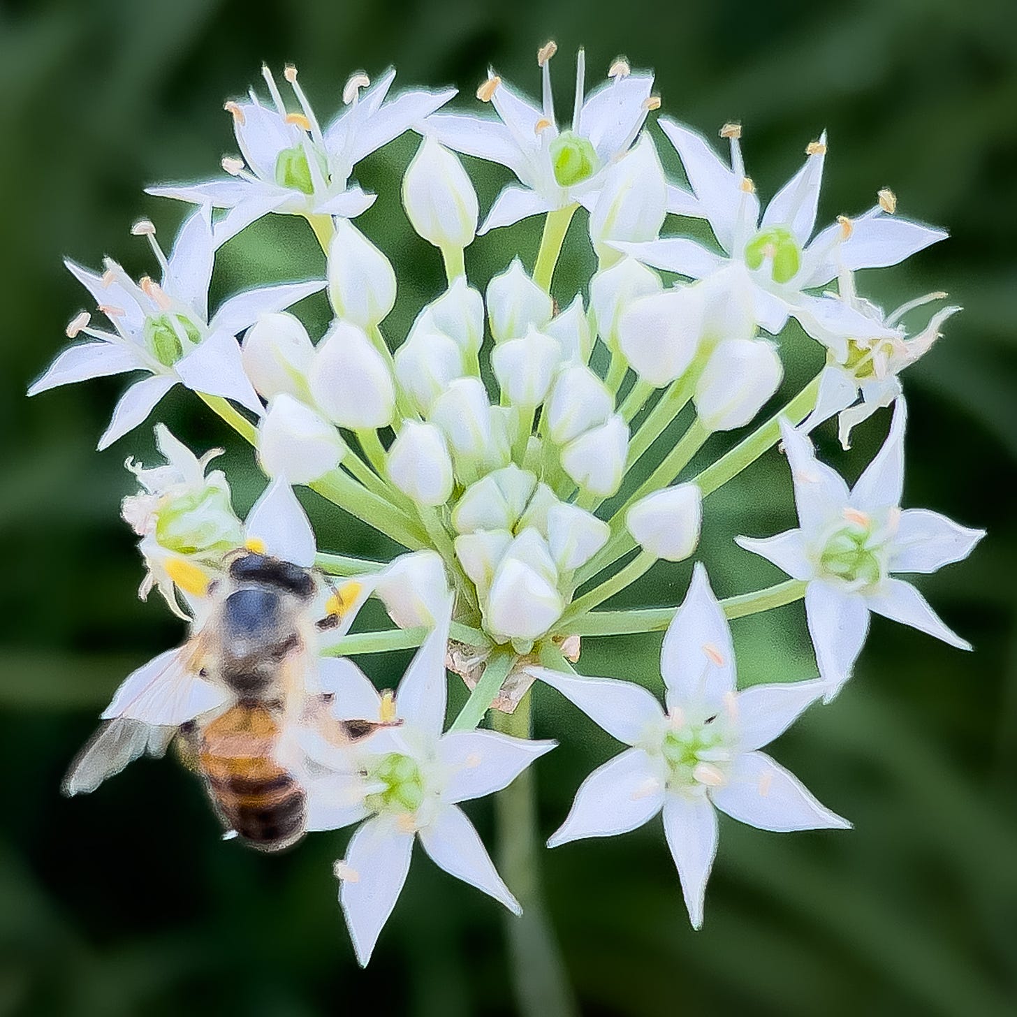 White blooms share their nectar with a bee that is in the lower left of the frame