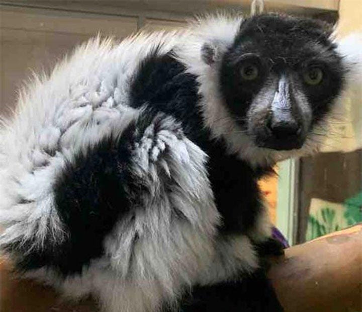 Lemur in Topeka Zoo passes away