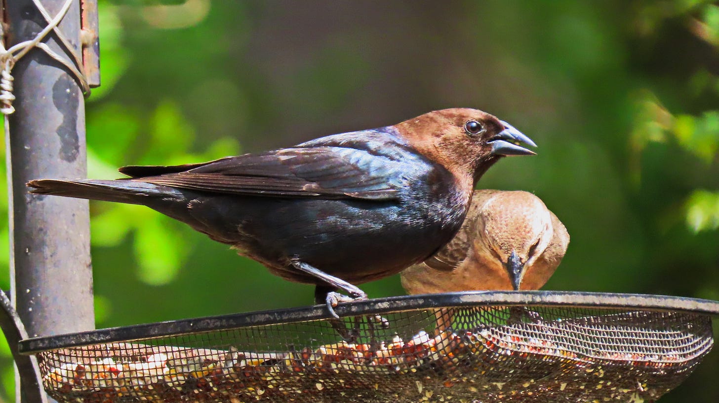 Dark brown bird with a light brown head at a feeder