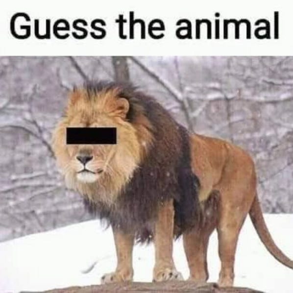 Guess the animal with a picture of a lion with a tiny black bar over the eyes