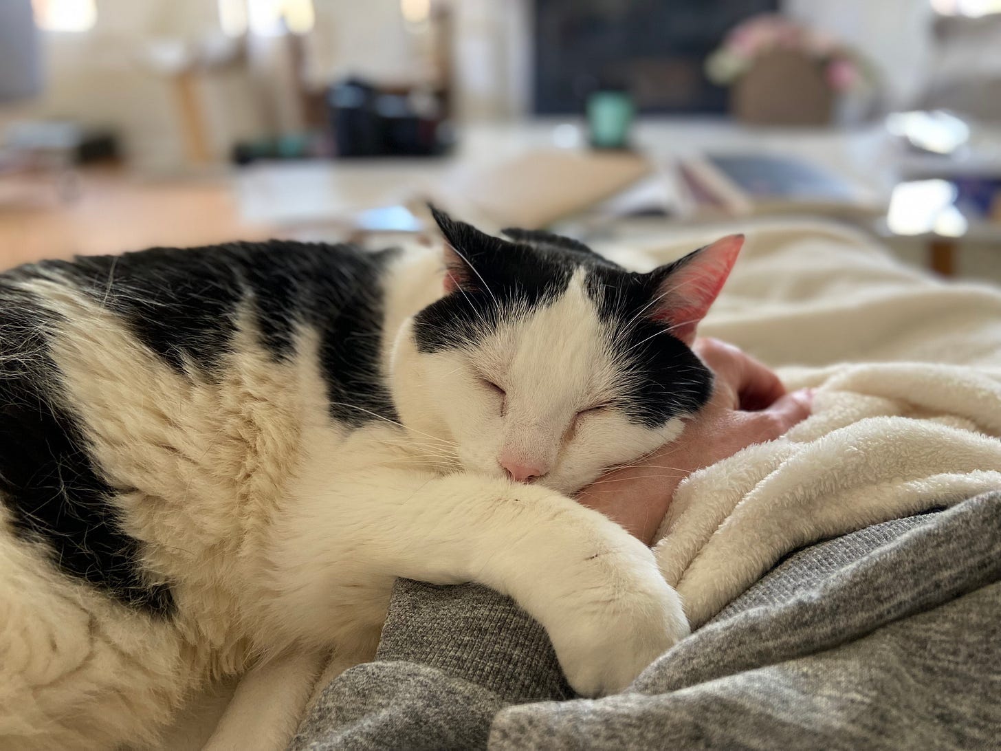 A black-and-white cat is resting his head on a woman's hand.