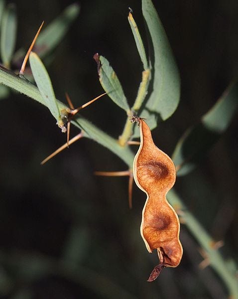 Acacia victoriae [Ripe pod + thorns wikicommons].jpg