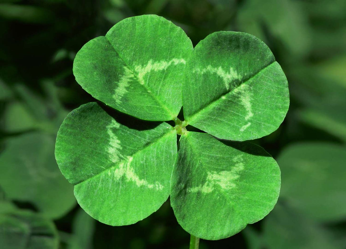 The Lucky 4-Leaf Clover: Facts and Myths