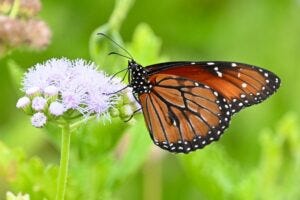 1 in 5 butterflies have disappeared in the United States since the year 2000, according to research featuring faculty at Binghamton University, State University of New York.