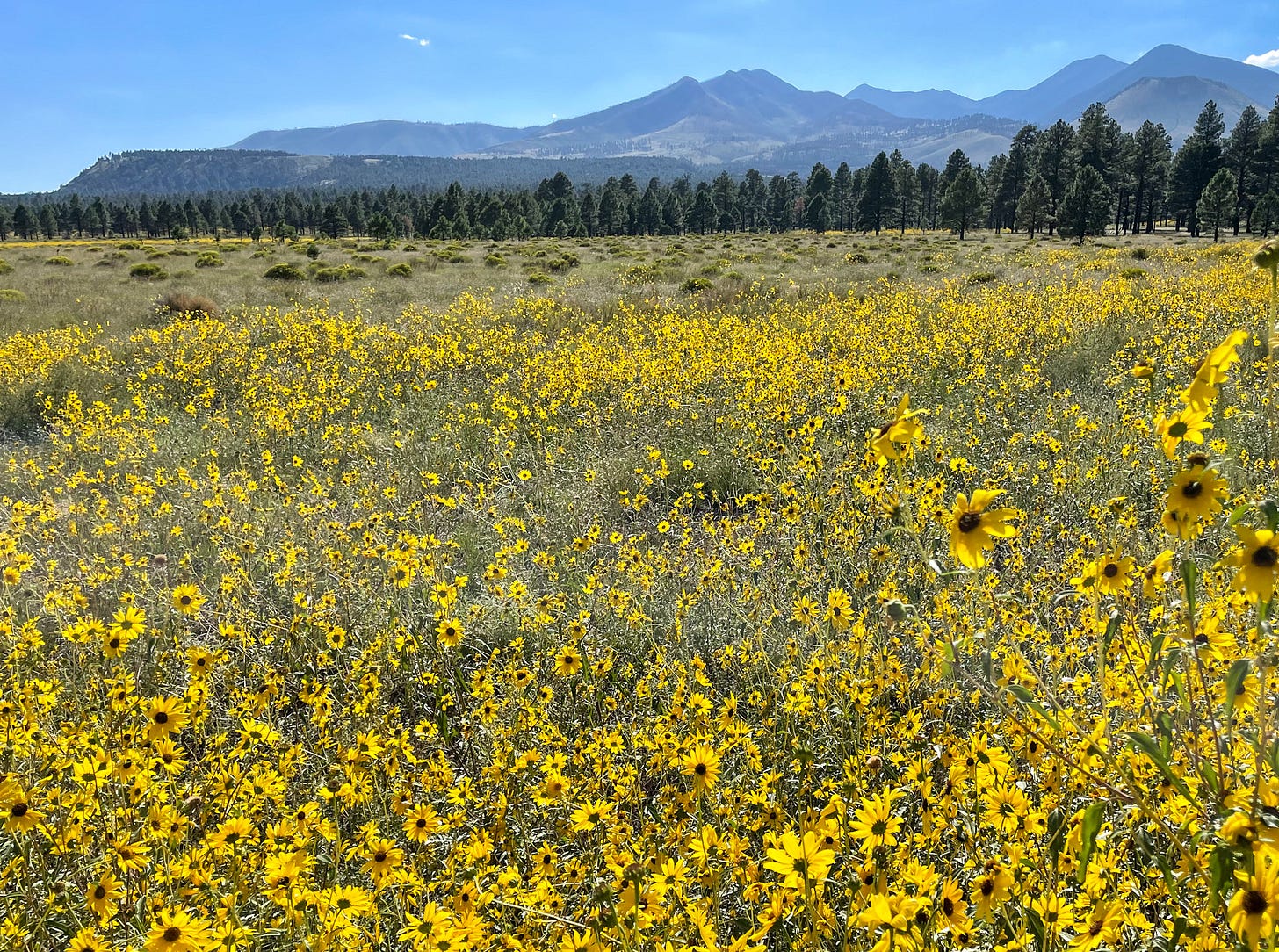 Sunflower fields and Ponderosa pines near the Bonito Campground