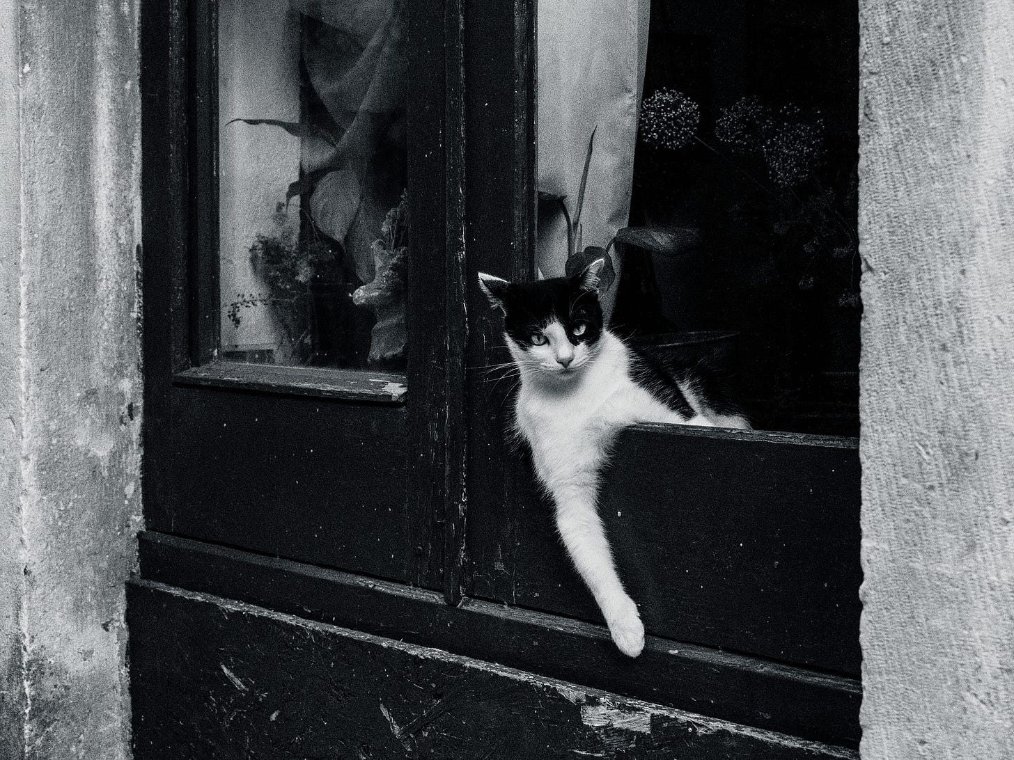 A cat posing in the town of Stari Grad (Old Town), on the Island of Hvar, Croatia.