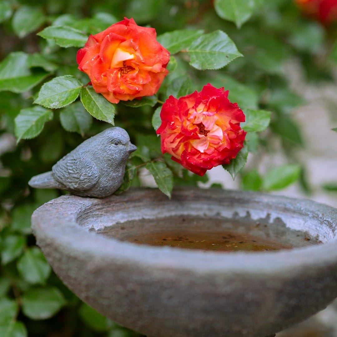 A bird is sitting on top of a bird bath A bird is sitting on top of a bird bath
