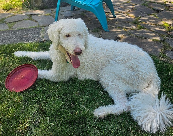 White labradoodle dog lying on the grass with a red frisbee beside him