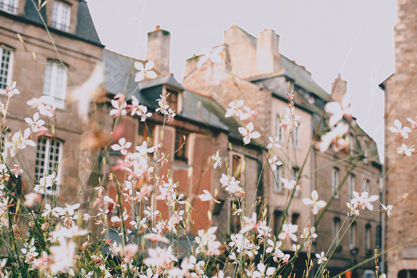 A photo of a few houses in a neighborhood, taken from the ground; a plant with small white flowers partially obscures the view; the houses are a bit blurry with the flowers in focus