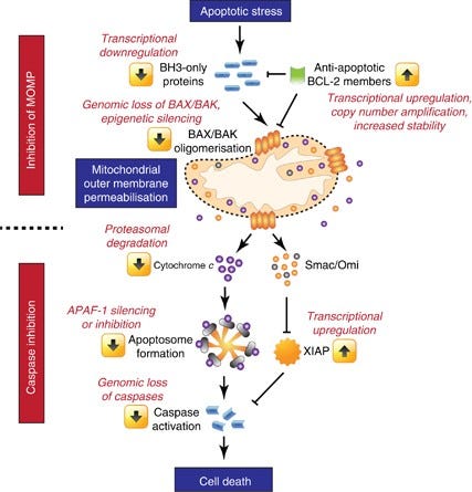 Mitochondrial apoptosis: killing cancer using the enemy within | British  Journal of Cancer
