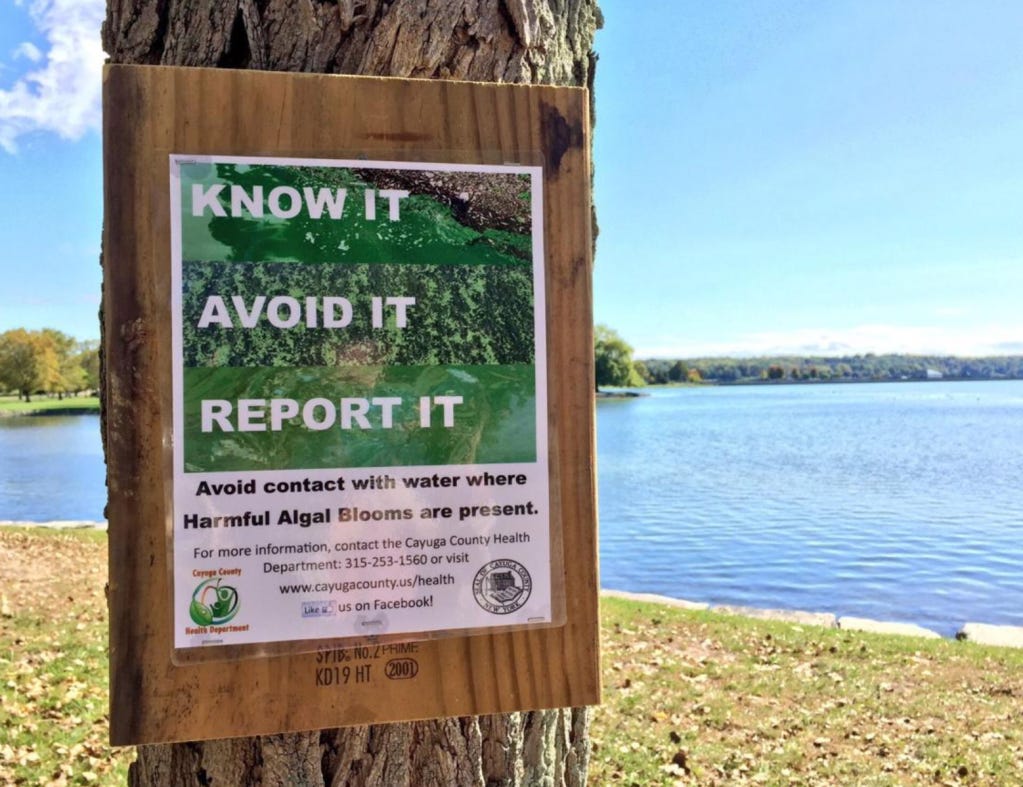 Finger Lakes hit hard by HABs over Labor Day week; Owasco and Canandaigua took the brunt