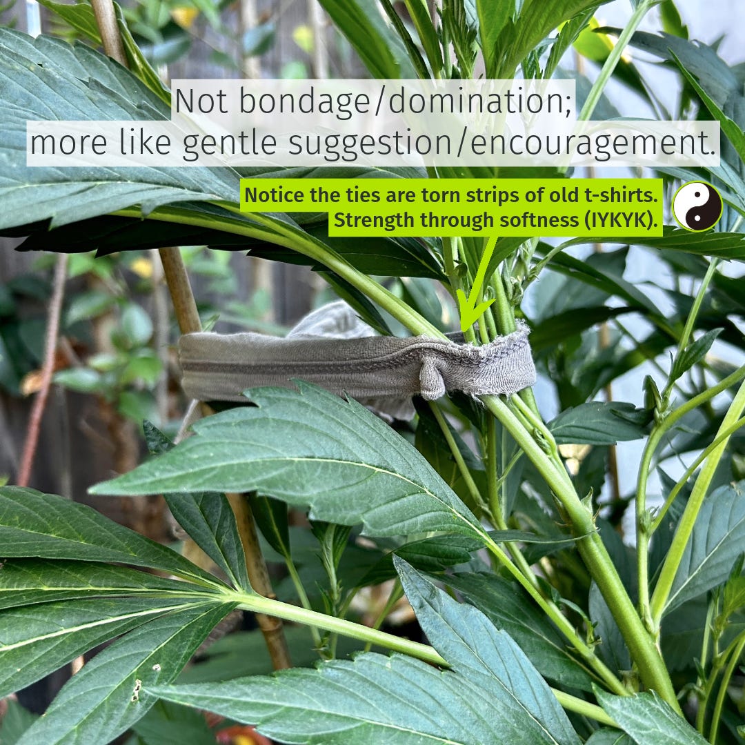 plants tied to stakes in garden