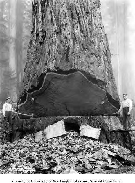 Fallers and large redwood tree, unidentified logging operation, Humboldt County, ca. 1915-1945 - Kinsey Brothers Photographs of the Lumber Industry, 1890-1945 - University of Washington Digital Collections
