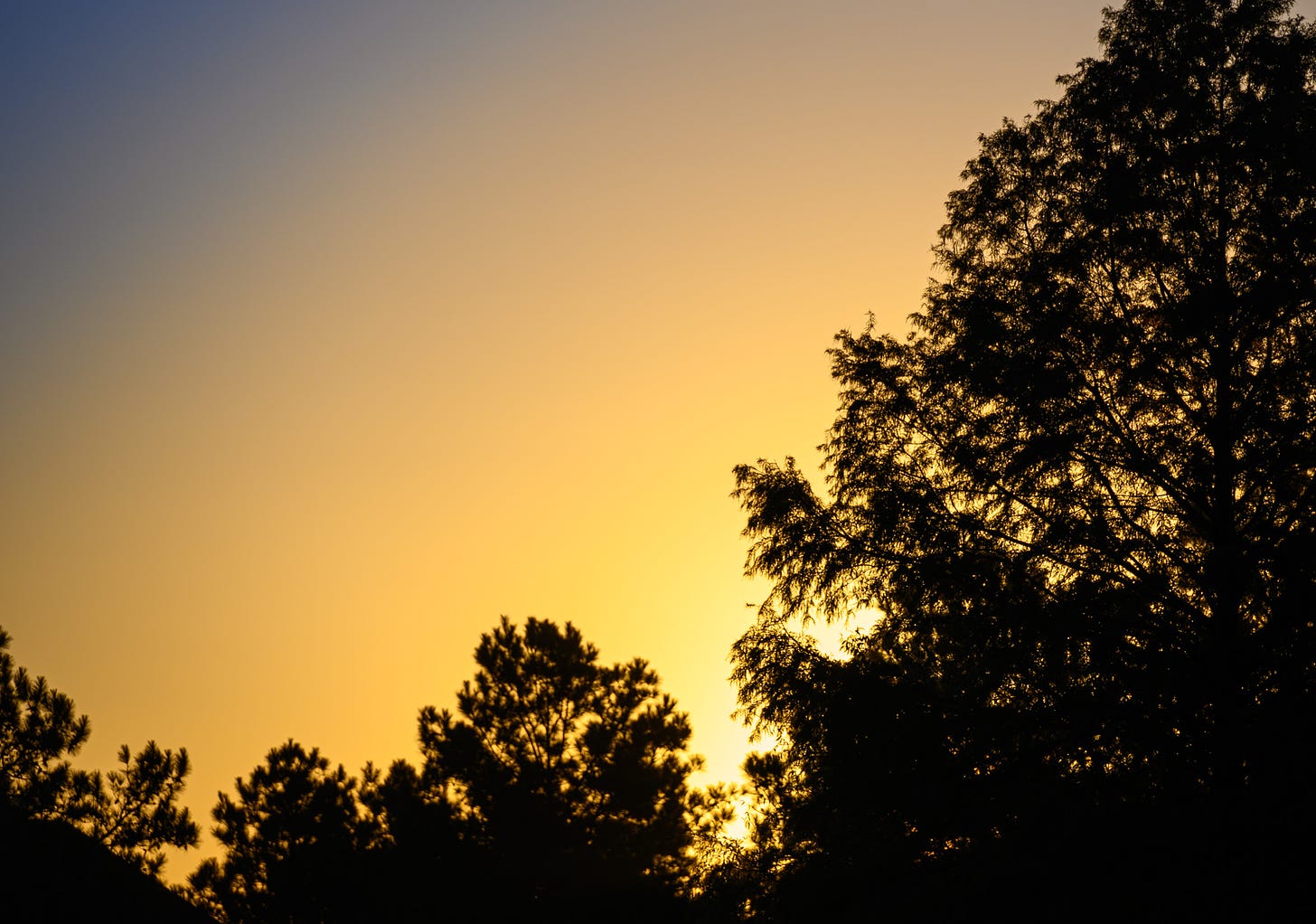 the sun rose behind the oak trees lighting up the morning sky with golden light