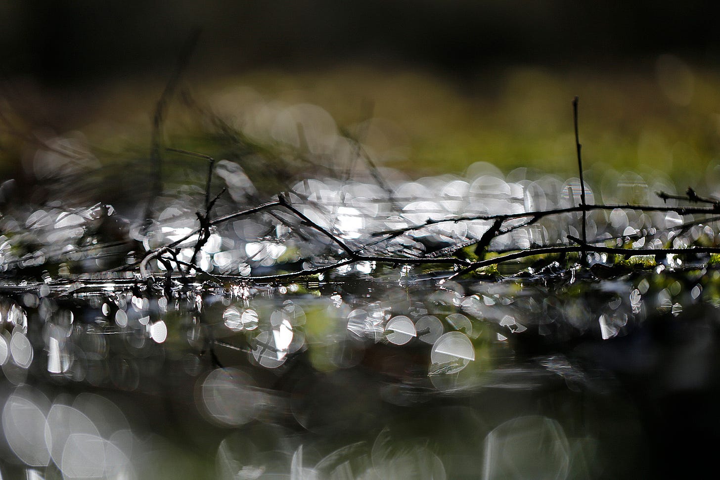 The interweave of fallen branches lying amid a wet flush in bog woodland