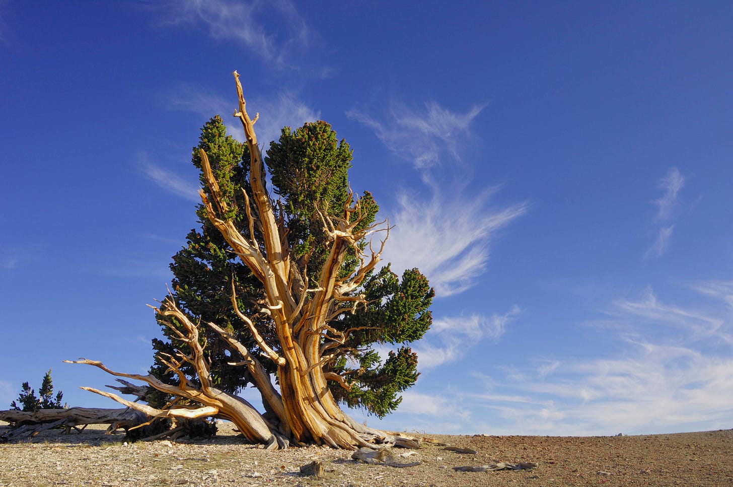 Pinus longaeva | De Click en Click!
