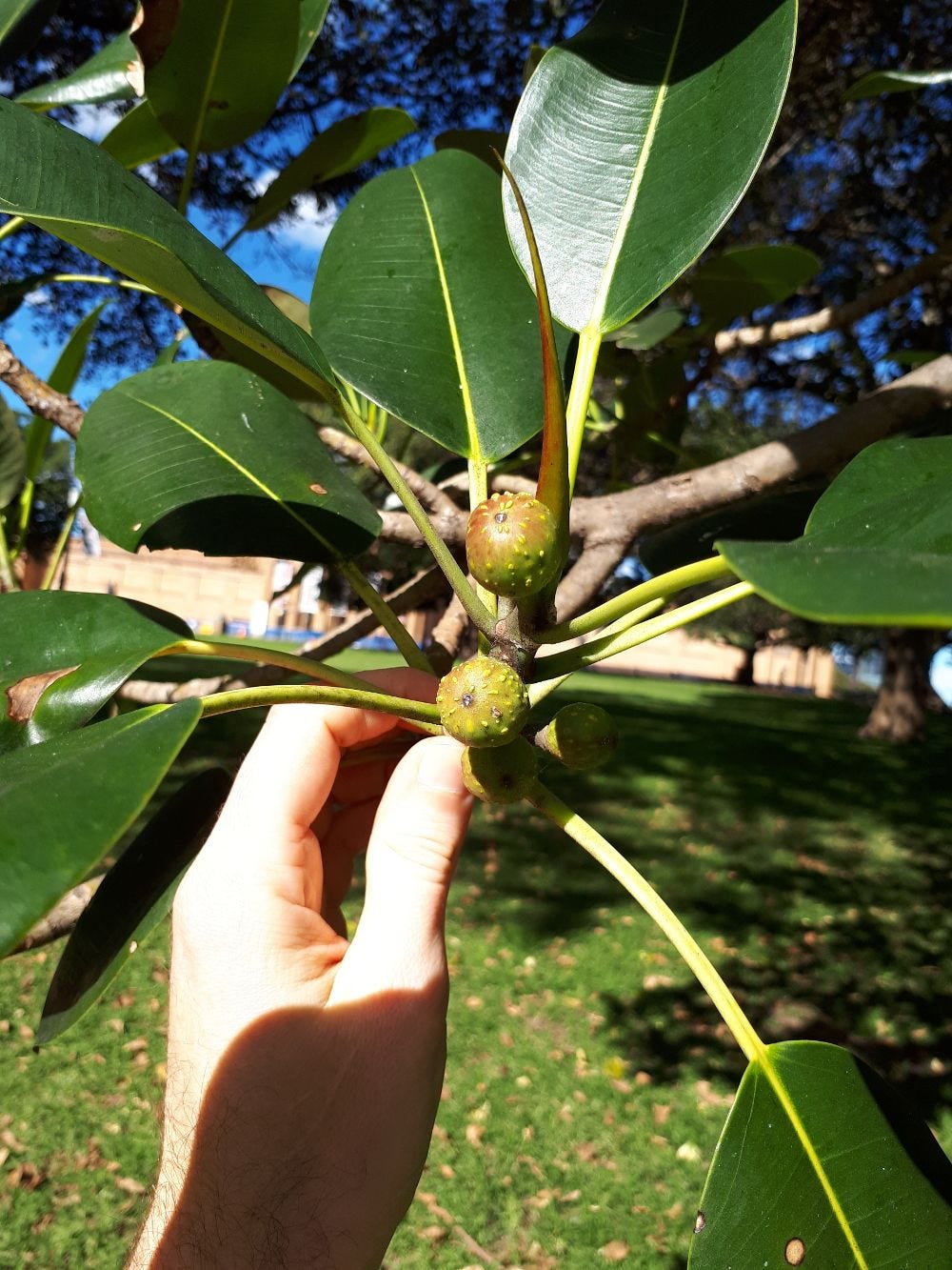 Ficus macrophylla [Large-leaf Fig - Fruit] sml.jpg
