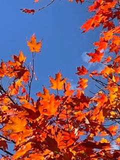 Blazing maple leaves burn orange and red against a clear blue sky.