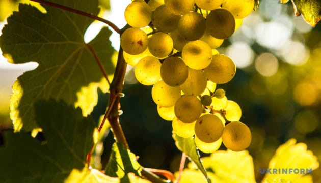 Ukraine’s grape harvest likely to decline by 30% in 2024