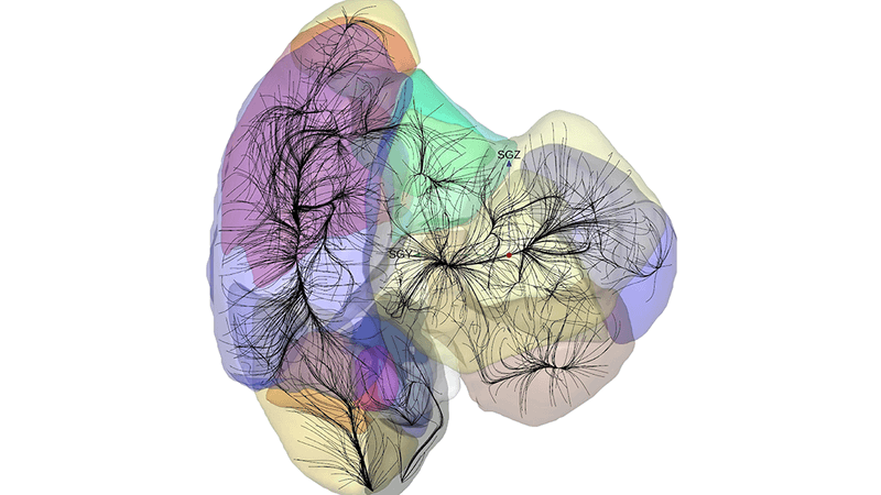 Map of the local universe's basin of attraction.