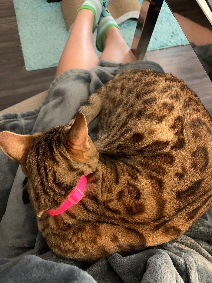 A bengal cat named Nezuko curled up on her human's lap