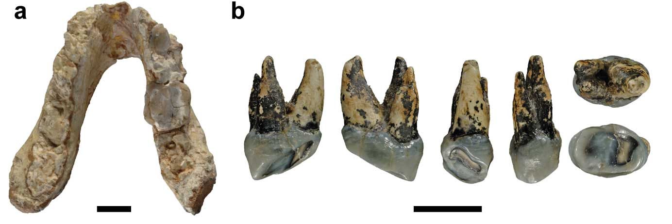 Graecopithecus mandible from Fuss et al. 2017 Graecopithecus mandible from Fuss et al. 2017