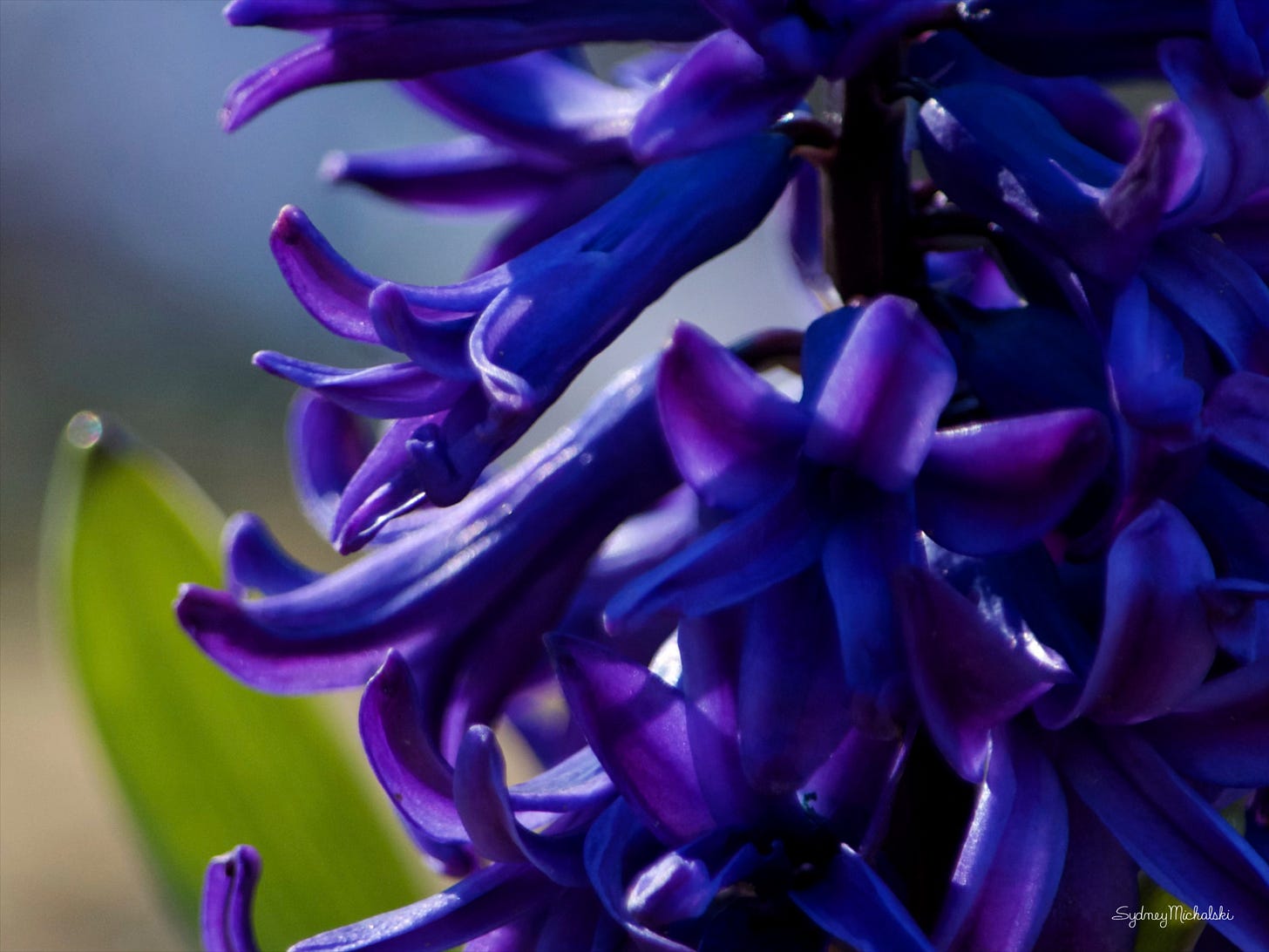 A close-up of a hyacinth is full bloom is deeply purple.