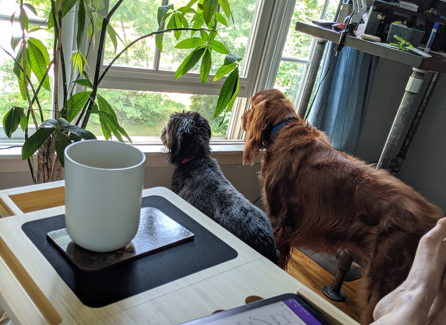 Asimov, an Irish setter, and Leia, a black terrier mutt, stare out Soot's office window while she works