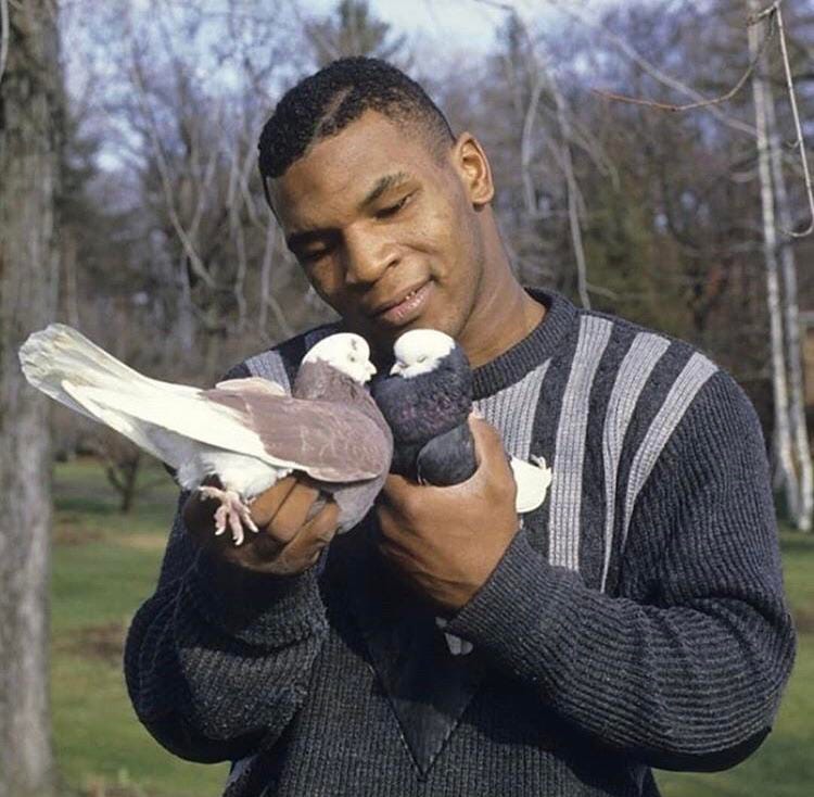mike tyson forcing pigeons to suck face