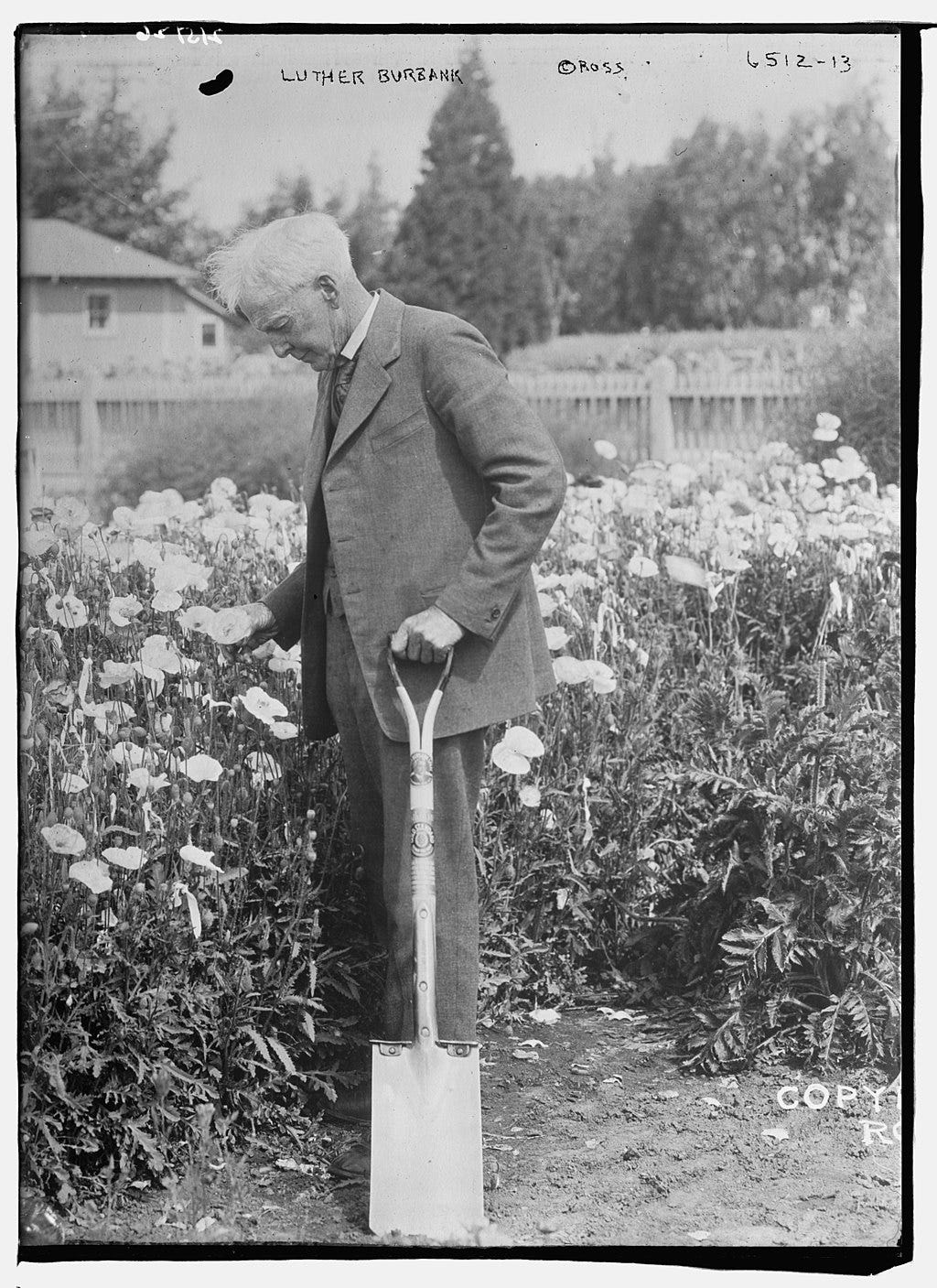 Luther Burbank, poppies