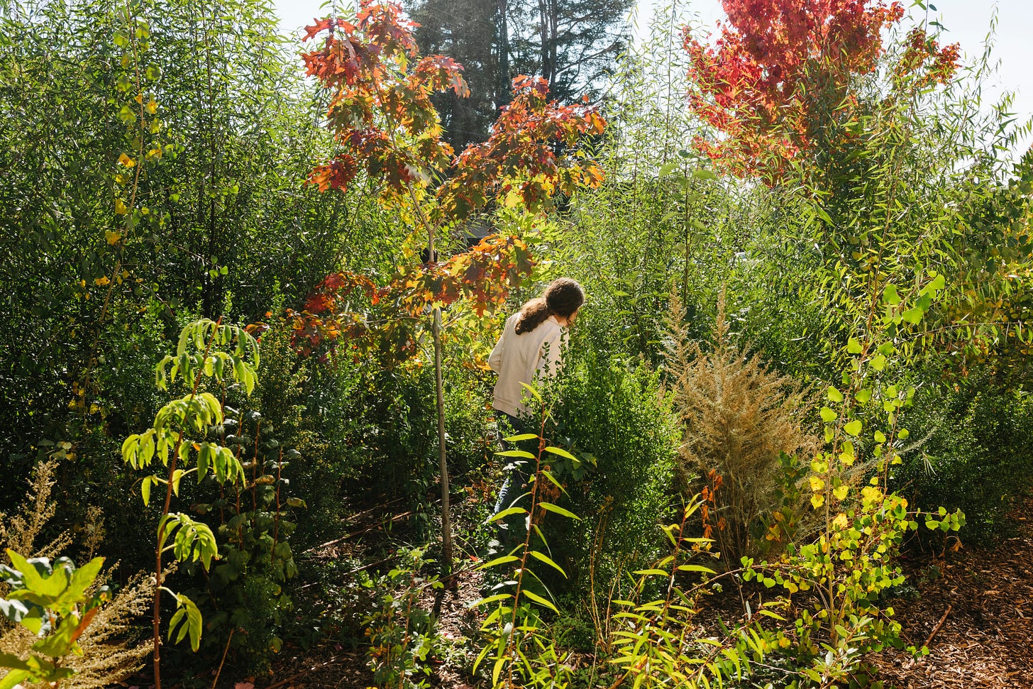 Pocket Forest at MLK Middle School in Berkley, California, USA. Courtesy of SUGi.