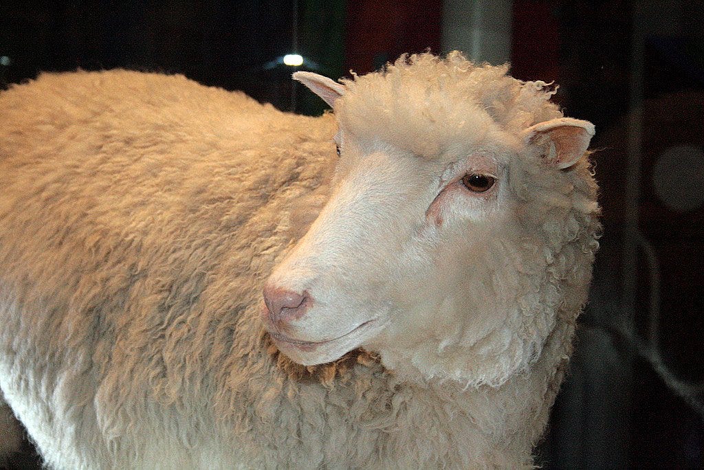 Dolly the Sheep on Display in Scotland