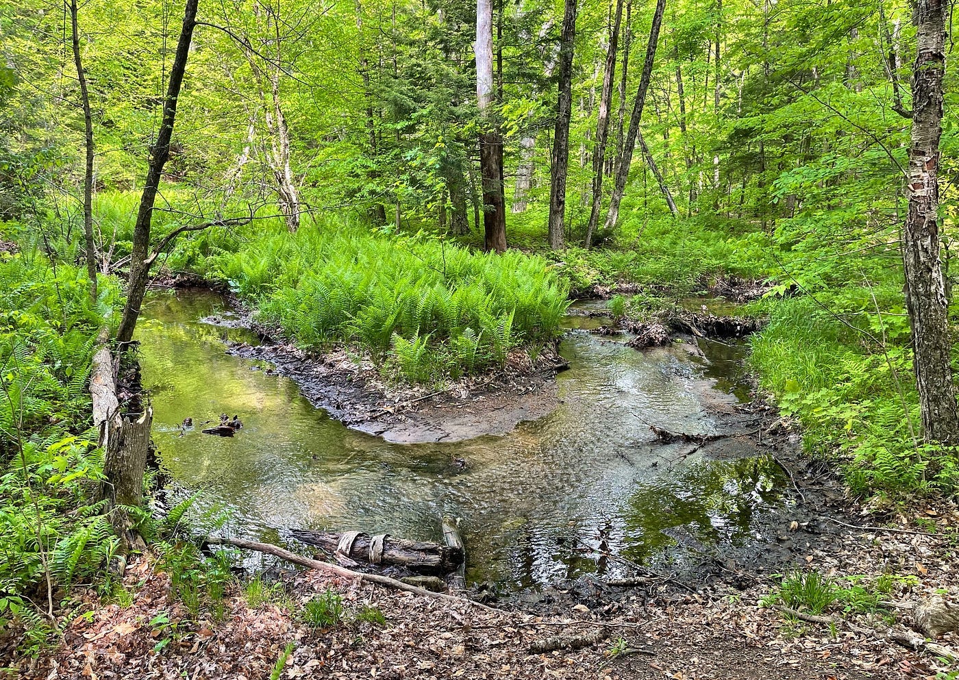 A pleasant stream, curving through green forest