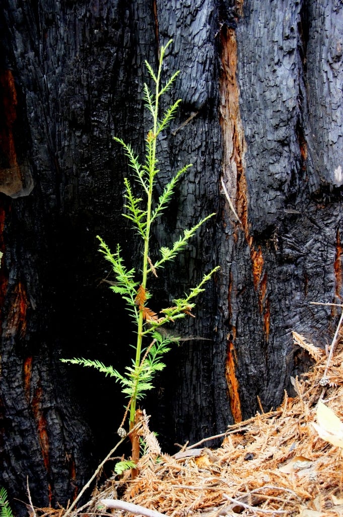 A redwood seedling at the base of a scorched older tree. Redwoods have dormant seeds that grow in burls (big bumps) that crack open in fire, starting the next generation.
