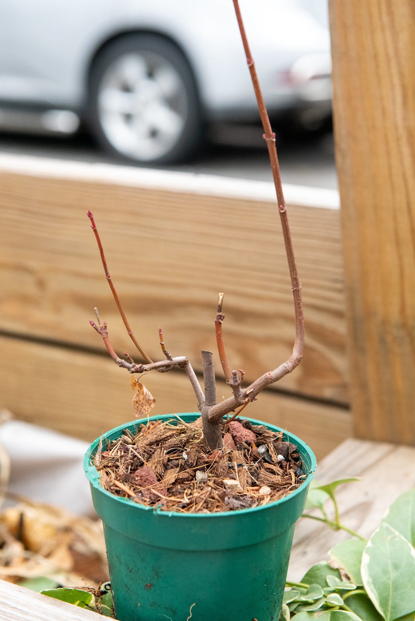 ID: Very small red maple pre bonsai in 4 inch pot outdoors with one very tall branch pointing up.