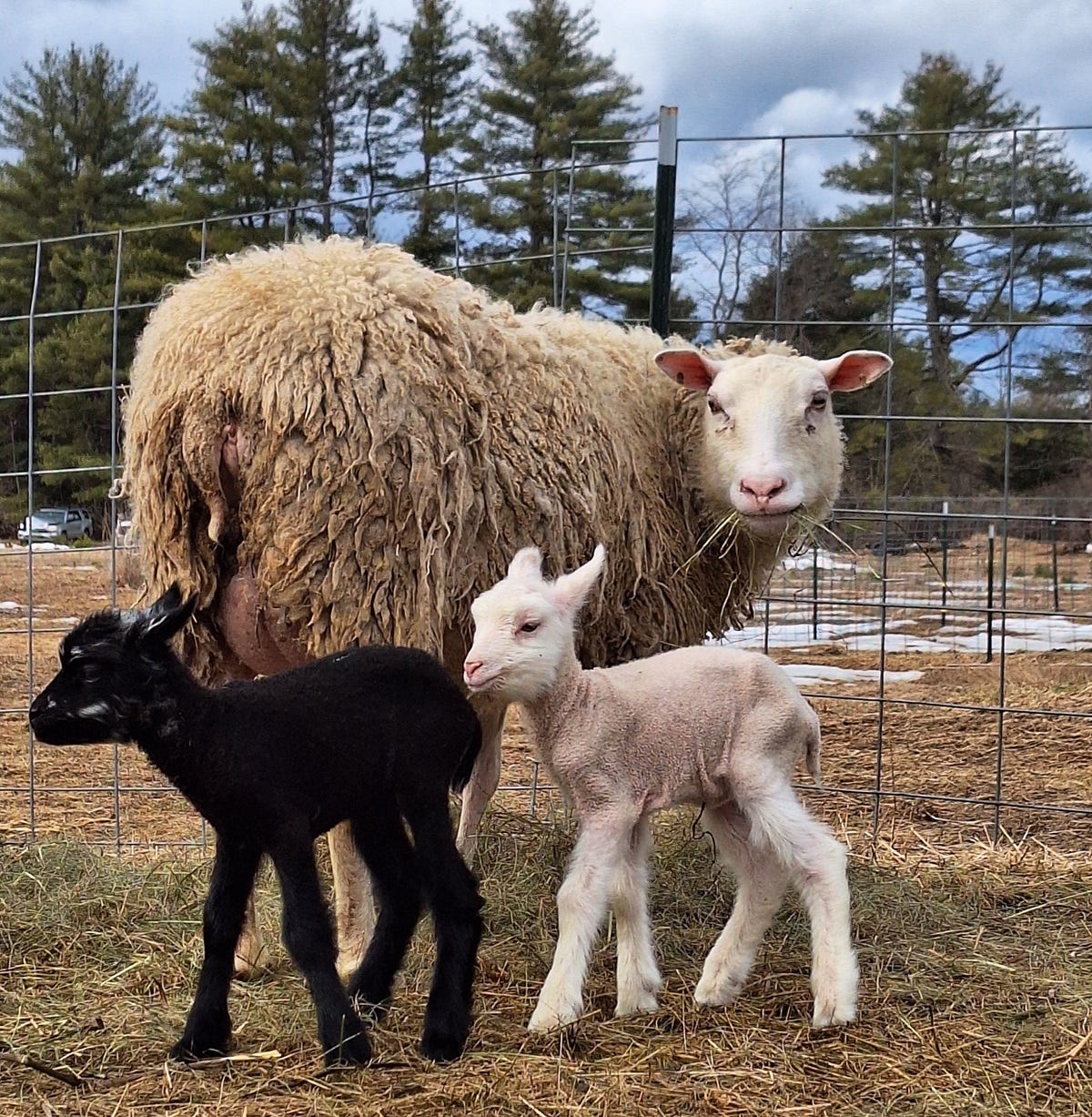 lambing season