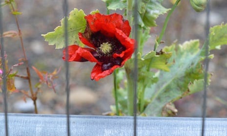 A postbox-red opium poppy nudges against the fence. 