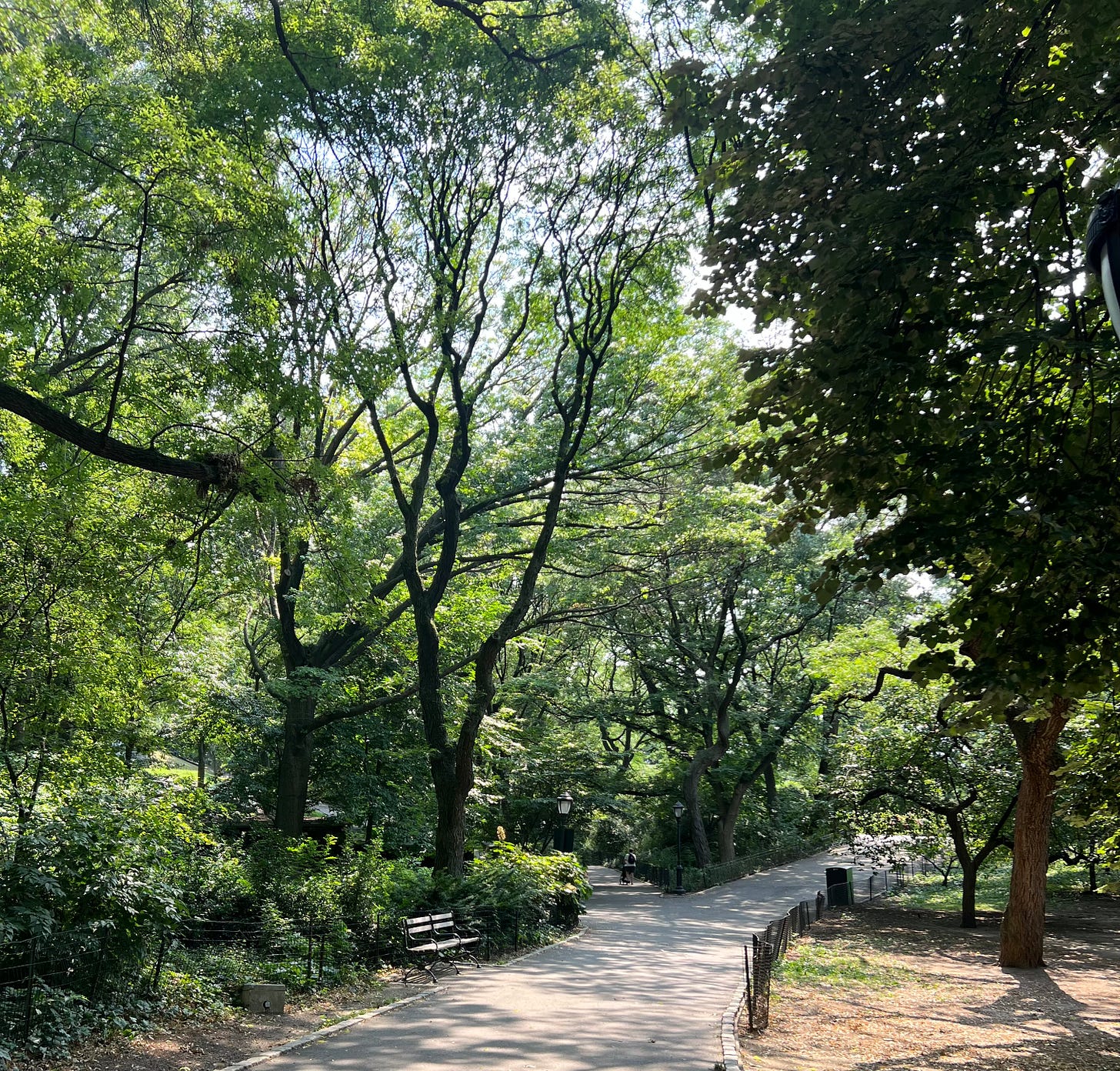 A photo of a walking path curving through trees laden with summertime leaves.