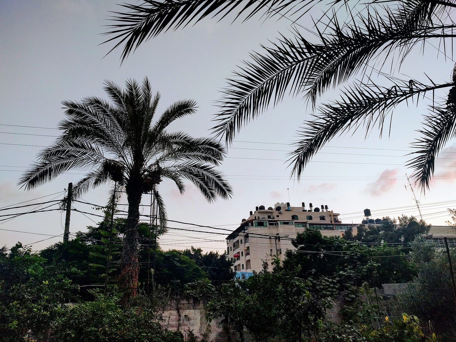 Palm trees, other plants, and wires in the foreground; many crisscrossing electrical wires and a large building in the distance