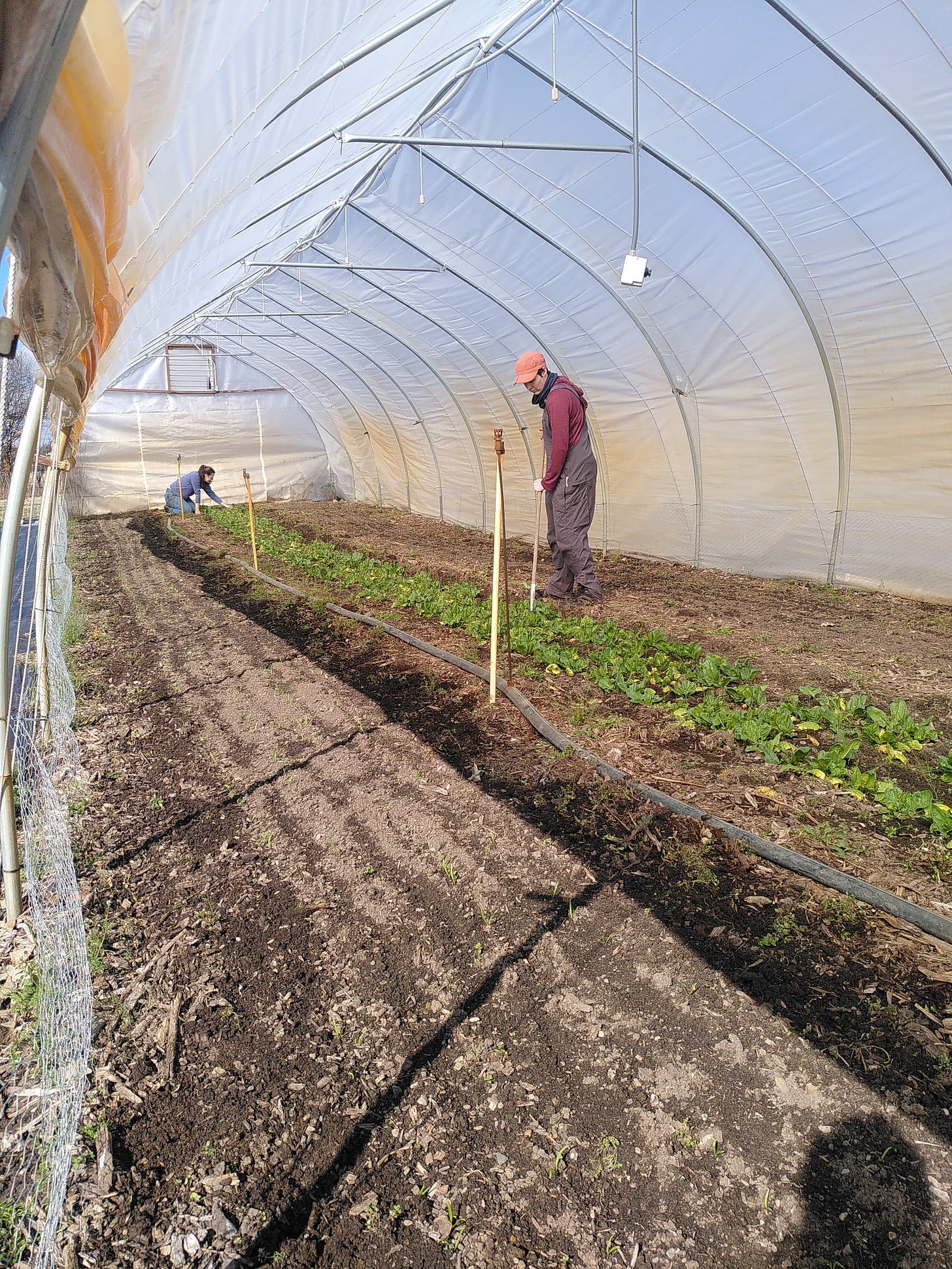 FArm workers weeding spinache beds in a plastic poly-tunnel