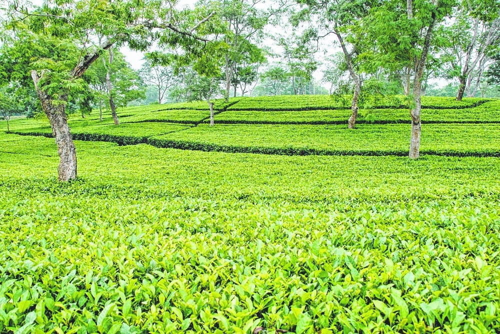 Tezpur Tea wins award at International Tea Fair - Sentinelassam