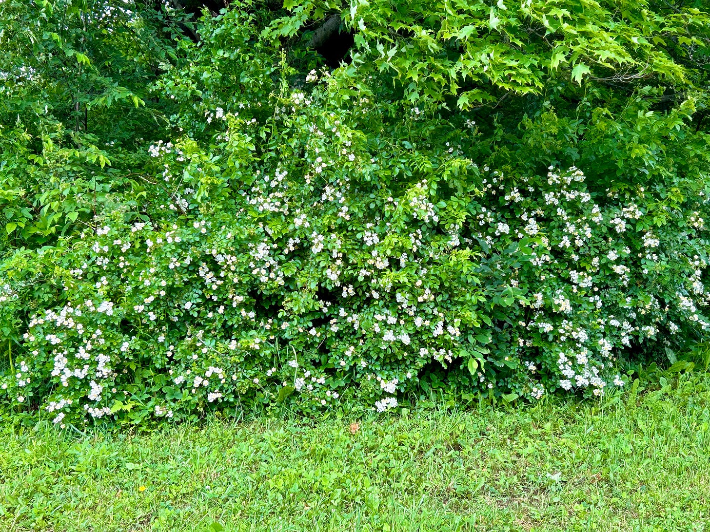 Blackberry blossoms