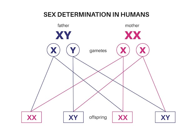 https://img.freepik.com/premium-vector/sex-determination-humans-male-female-sperm-eggs-x-y-chromosomes-infographic-vector_206049-7859.jpg