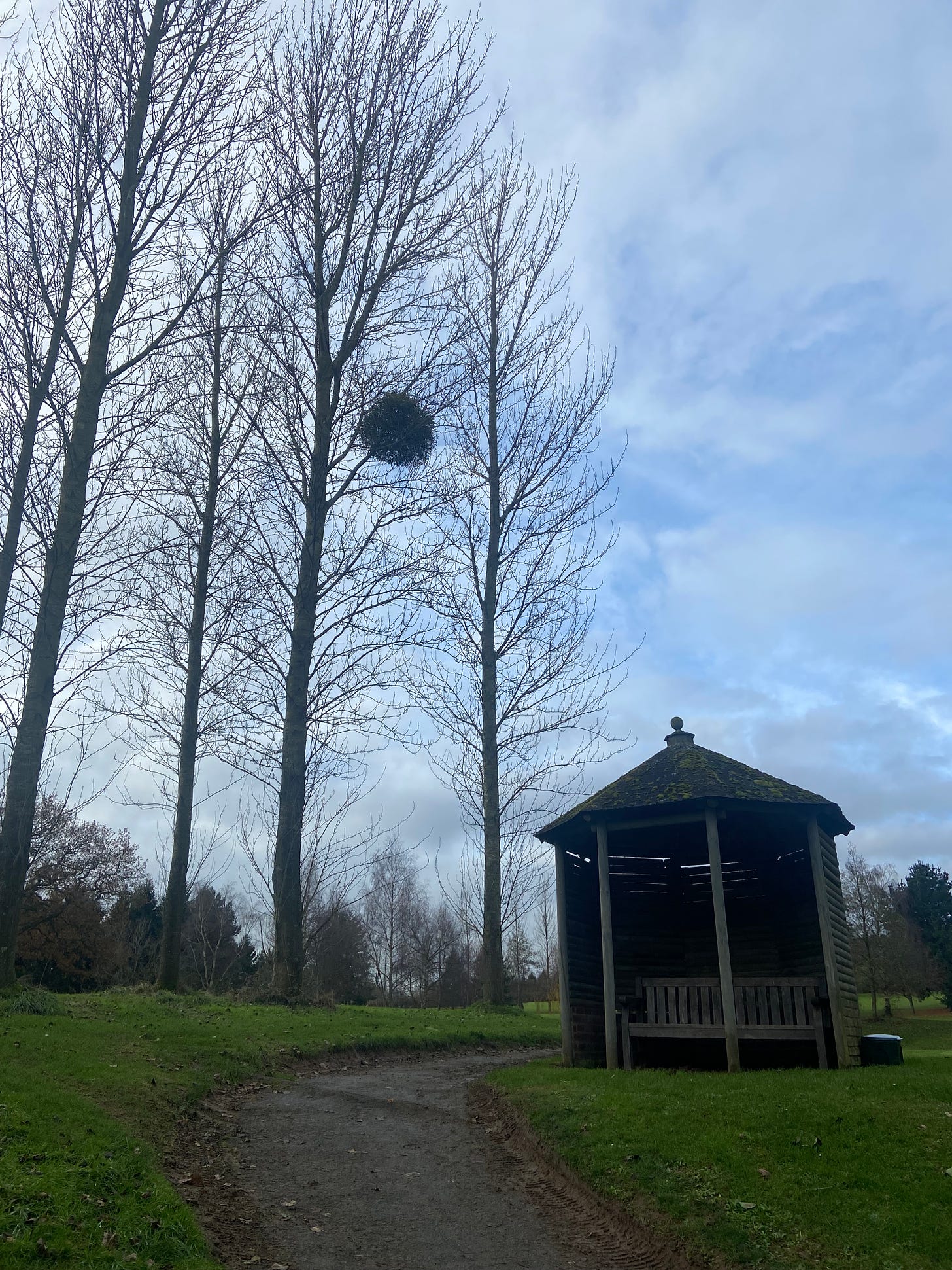 A spherical plant growing on another tree