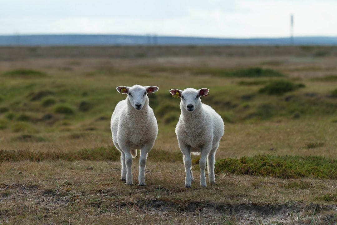 a couple of sheep standing on top of a grass covered field a couple of sheep standing on top of a grass covered field