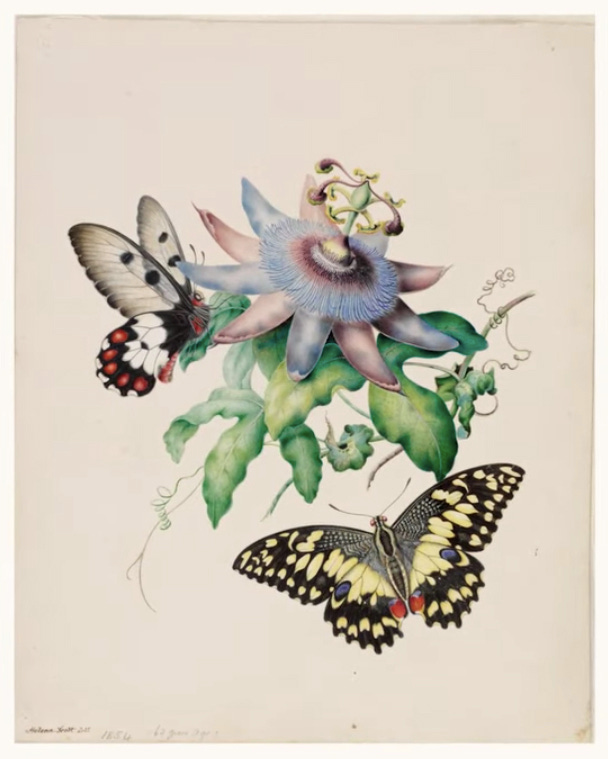 The Science and Splendor of Australian Butterflies: How Two 19th-Century  Teenage Sisters' Forgotten Paintings Sparked a Triumph of Modern  Conservation – The Marginalian