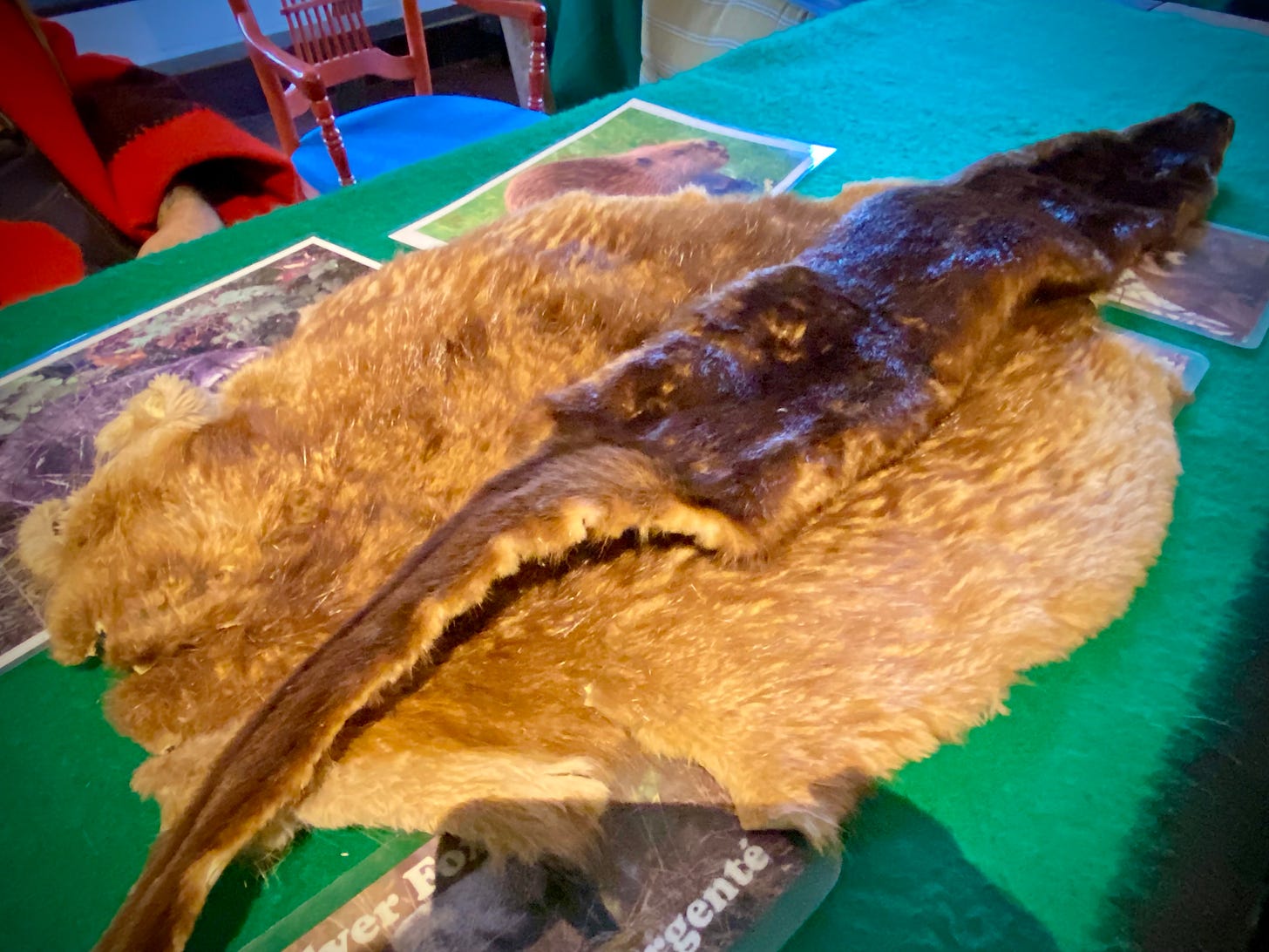 muskrat pelt lying on top of a beaver pelt